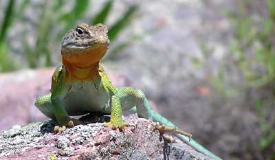 Collared lizard (Crotaphytus collaris collaris).